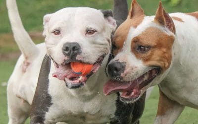 Pit Bull Ban Upheld in Prince George County