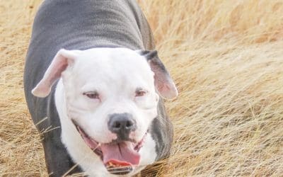 Pet Insurance for Pit Bulls: Why You Need It