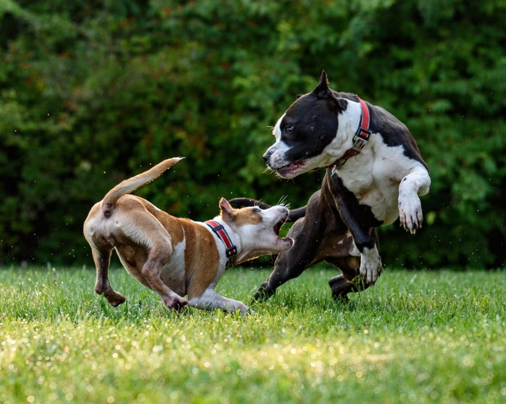 how do you train a 3 month old pitbull puppy