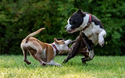 Vet Visits: Why They’re Important