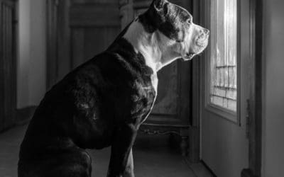 How to Prepare Your Dog for Your Return to Work