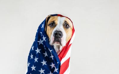 Pitbull History: America’s Favorite Dog