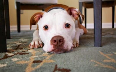 Pit Bulls and Separation Anxiety: 3 Ways to Cure It