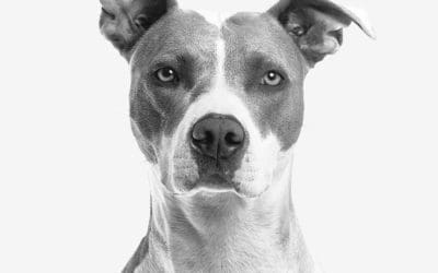 4 Costs of Pit Bull Shelter Adoption