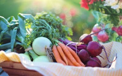 Better Pit Bull Health: Simple Diet Changes