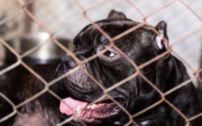 Pit Bull Misconceptions