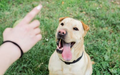 Dogs and Covid-19: How to Quarantine with your Pets