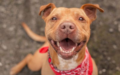 Pit Bull Traits: Qualities of America’s Favorite Dog