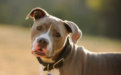 Heartworm Prevention: Keeping Your Dog Safe