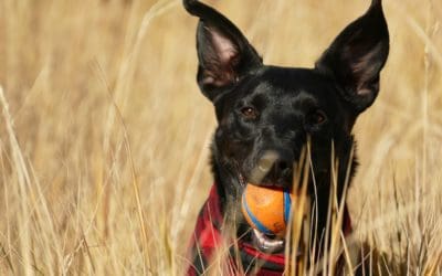 The 4 Types of Dog Toys You Need to Buy.