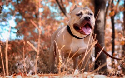 Charitable Donations: The Best Birthday Gifts for Dog Lovers
