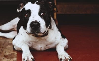 Cognition and Anxiety Issues in Senior Dogs