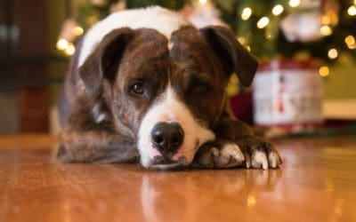 Pit Bull Advocacy Through Holiday Giving