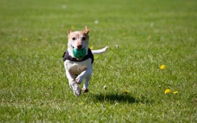 3 Benefits of Chewy Autoship Pet Shopping