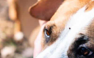 Tick Prevention in Dogs