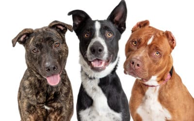 Introducing a New Dog to Your Other Pets