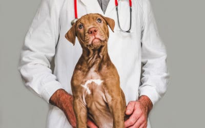 Emergency Pet Expense: How to be Ready