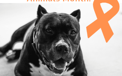 Prevent Animal Cruelty: “Go Orange” in April