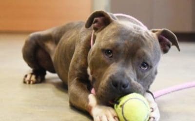 The Joys of Adopting a Senior Dog