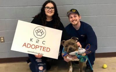 Bringing Home an Adopted Dog