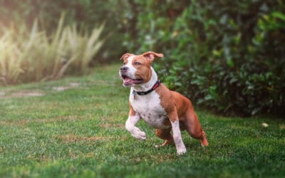 Bringing Your Adopted Dog Home – A Checklist of Everything You’ll Need