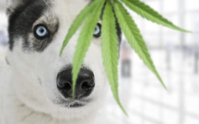 Dog Marijuana Ingestion: The Warning Signs