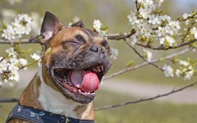 Dog Allergies: “Itch” that Time Again!