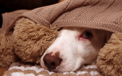 Hypothyroidism in Dogs