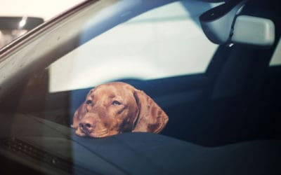 15 Ways to Keep Your Dog Cool This Summer