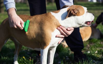 Dog Shedding and What to Do About It