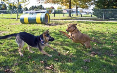 Dog Park Do’s and Don’ts: Mind Your Canine Manners