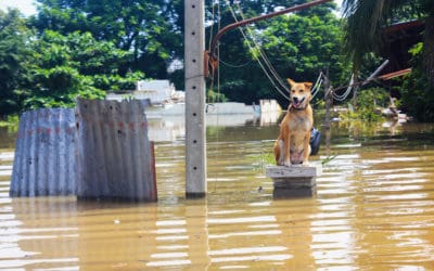 SOS: Keeping Dogs Safe in Disasters