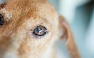 Watch Out for Cataracts in Dogs