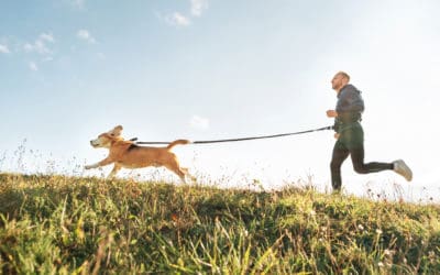 The Traits of an Informed Dog Owner