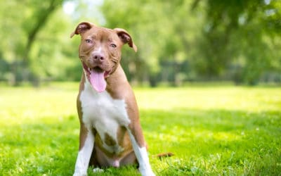 Celebrating National Pit Bull Awareness Month