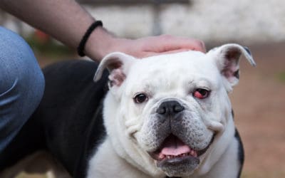 Cherry Eye in Dogs: The Third Eyelid