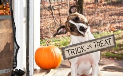 7 Ways to Keep Your Dog Safe on Halloween