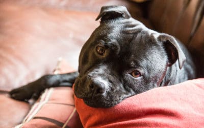Cushing’s Disease in Senior Dogs