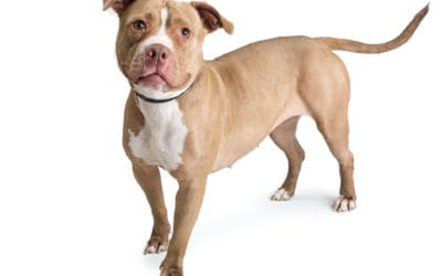 12 Months of New Years Rescue Resolutions