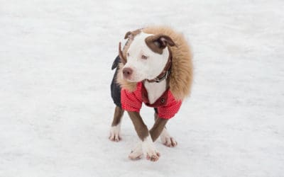 How to Keep Your Dog Warm This Winter