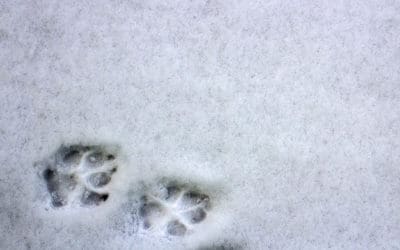 The Dangers of Dog Hypothermia
