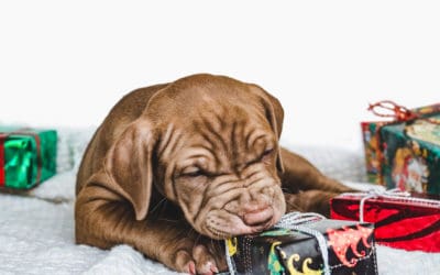 What To Get Your Dog For Christmas