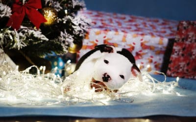 How to Keep Your Dog Safe on Christmas