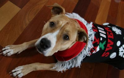 How to Remember Your Dog During the Holidays