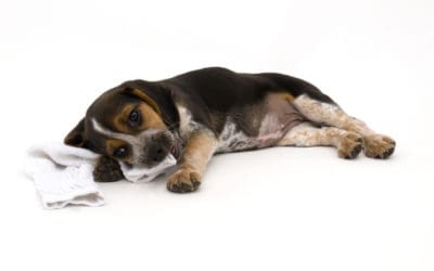 What to do When your Dog Ingests Foreign Objects