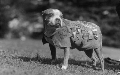 K9 Veteran’s Day: Remembering Sergeant Stubby