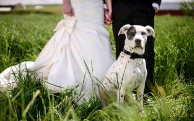 The Importance of a “Pet-Nuptial” Agreement 