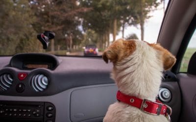 Never Leave Dogs in Hot Cars, Not even a Minute!