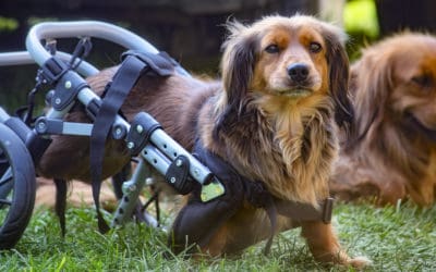 Cerebellar Hypoplasia in Dogs