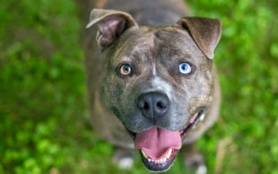 National Pit Bull Awareness Day – October 26th